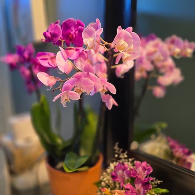 Yearly maintenance package at ♡Soul Therapy♡ in Richmond Hill, GA